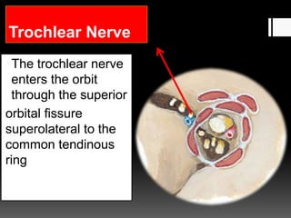 Trochlear Nerve
The trochlear nerve
enters the orbit
through the superior
orbital fissure
superolateral to the
common tendinous
ring
 