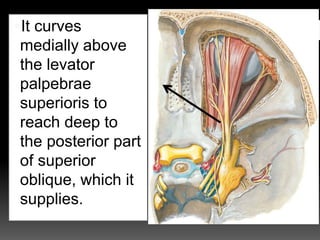 It curves
medially above
the levator
palpebrae
superioris to
reach deep to
the posterior part
of superior
oblique, which it
supplies.
 
