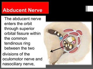 The abducent nerve
enters the orbit
through superior
orbital fissure within
the common
tendinous ring
between the two
divisions of the
oculomotor nerve and
nasociliary nerve,
Abducent Nerve
 