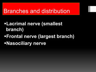 Branches and distribution
Lacrimal nerve (smallest
branch)
Frontal nerve (largest branch)
Nasociliary nerve
 