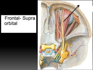 Frontal- Supra
orbital
 