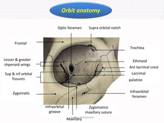 Orbit anatomy
Lesser & greater
shpenoid wings
Sup & inf orbital
fissures
Zygomatic
Maxillary
Infraorbital
groove
Zygomatico
maxillary suture
Infraorbital
foramen
palatine
Ant lacrimal crest
Ethmoid
Lacrimal
Supra orbital notch
Trochlea
Frontal
Optic foramen
Samhaa Mohammed
 