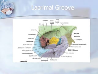 Lacrimal Groove
