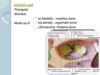ii)Inferior wall
-Triangular
-Shortest
-Made up of
a) Medially - maxillary bone
b)Laterally - zygomatic bone
c)Posteriorly -Palatine bone
 