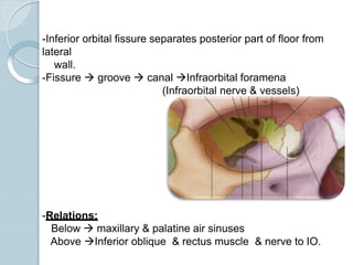 -Inferior orbital fissure separates posterior part of floor from
lateral
wall.
-Fissure  groove  canal Infraorbital foramena
(Infraorbital nerve & vessels)
-Relations:
Below  maxillary & palatine air sinuses
Above Inferior oblique & rectus muscle & nerve to IO.
 