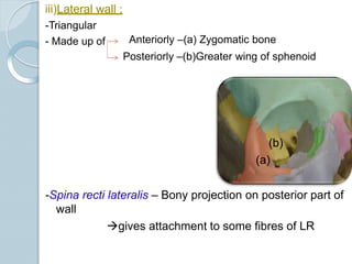 iii)Lateral wall :
-Triangular
- Made up of Anteriorly –(a) Zygomatic bone
Posteriorly –(b)Greater wing of sphenoid
(b)
(a)
-Spina recti lateralis – Bony projection on posterior part of
wall
gives attachment to some fibres of LR
 