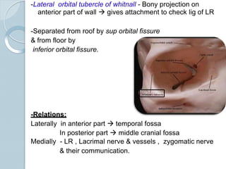 -Lateral orbital tubercle of whitnall - Bony projection on
anterior part of wall  gives attachment to check lig of LR
-Separated from roof by sup orbital fissure
& from floor by
inferior orbital fissure.
-Relations:
Laterally in anterior part  temporal fossa
In posterior part  middle cranial fossa
Medially - LR , Lacrimal nerve & vessels , zygomatic nerve
& their communication.
 