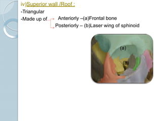 iv)Superior wall /Roof :
-Triangular
-Made up of Anteriorly –(a)Frontal bone
Posteriorly – (b)Laser wing of sphinoid
(a)
(b)
 