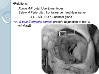 -Relations :
Above Frontal lobe & meninges
Below Periorbita , frontal nerve , trochlear nerve,
LPS , SR , SO & Lacrimal gland
-Ant & post Ethmoidal canals: present at junction of roof &
medial wall
 