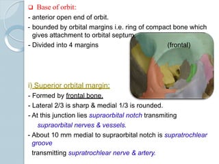  Base of orbit:
- anterior open end of orbit.
- bounded by orbital margins i.e. ring of compact bone which
gives attachment to orbital septum.
- Divided into 4 margins (frontal)
i) Superior orbital margin:
- Formed by frontal bone.
- Lateral 2/3 is sharp & medial 1/3 is rounded.
- At this junction lies supraorbital notch transmiting
supraorbital nerves & vessels.
- About 10 mm medial to supraorbital notch is supratrochlear
groove
transmitting supratrochlear nerve & artery.
 