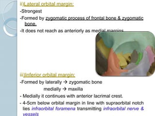 ii)Lateral orbital margin:
-Strongest
-Formed by zygomatic process of frontal bone & zygomatic
bone.
-It does not reach as anteriorly as medial margins.
iii)Inferior orbital margin:
-Formed by laterally  zygomatic bone
medially  maxilla
- Medially it continues with anterior lacrimal crest.
- 4-5cm below orbital margin in line with supraorbital notch
lies infraorbital foramena transmitting infraorbital nerve &
vessels
 
