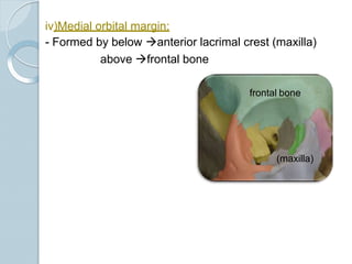 iv)Medial orbital margin:
- Formed by below anterior lacrimal crest (maxilla)
above frontal bone
frontal bone
(maxilla)
 
