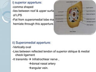 i) superior apperture:
-comma shaped
-lies between roof & upper surface
of LPS
-Fat from superomedial lobe may
herniate through this apperture.
ii) Superomedial apperture:
-Vertically oval
-Lies between reflected tendon of superior oblique & medial
check ligament
-It transmits  Infratrochlear nerve ,
dorsal nasal artery
angular vein.
 