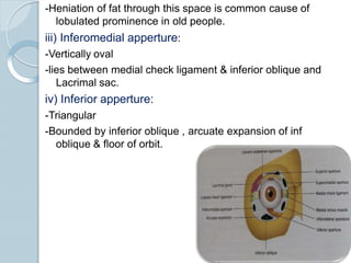 -Heniation of fat through this space is common cause of
lobulated prominence in old people.
iii) Inferomedial apperture:
-Vertically oval
-lies between medial check ligament & inferior oblique and
Lacrimal sac.
iv) Inferior apperture:
-Triangular
-Bounded by inferior oblique , arcuate expansion of inf
oblique & floor of orbit.
 