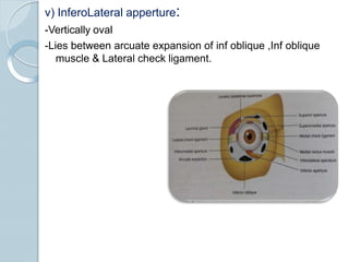 v) InferoLateral apperture:
-Vertically oval
-Lies between arcuate expansion of inf oblique ,Inf oblique
muscle & Lateral check ligament.
 