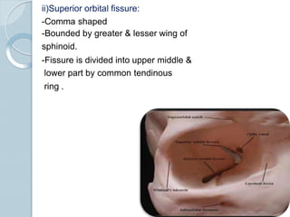 ii)Superior orbital fissure:
-Comma shaped
-Bounded by greater & lesser wing of
sphinoid.
-Fissure is divided into upper middle &
lower part by common tendinous
ring .
 