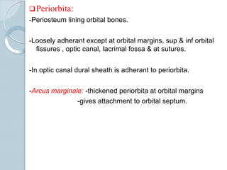 Periorbita:
-Periosteum lining orbital bones.
-Loosely adherant except at orbital margins, sup & inf orbital
fissures , optic canal, lacrimal fossa & at sutures.
-In optic canal dural sheath is adherant to periorbita.
-Arcus marginale: -thickened periorbita at orbital margins
-gives attachment to orbital septum.
 