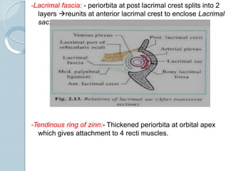 -Lacrimal fascia: - periorbita at post lacrimal crest splits into 2
layers reunits at anterior lacrimal crest to enclose Lacrimal
sac.
-Tendinous ring of zinn:- Thickened periorbita at orbital apex
which gives attachment to 4 recti muscles.
 