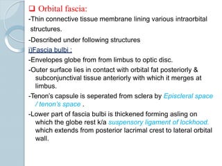  Orbital fascia:
-Thin connective tissue membrane lining various intraorbital
structures.
-Described under following structures
i)Fascia bulbi :
-Envelopes globe from from limbus to optic disc.
-Outer surface lies in contact with orbital fat posteriorly &
subconjunctival tissue anteriorly with which it merges at
limbus.
-Tenon’s capsule is seperated from sclera by Episcleral space
/ tenon’s space .
-Lower part of fascia bulbi is thickened forming asling on
which the globe rest k/a suspensory ligament of lockhood.
which extends from posterior lacrimal crest to lateral orbital
wall.
 