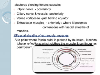 -stuctures piercing tenons capsule:
o Optic nerve - posteriorly
o Ciliary nerve & vessels -posteriorly
o Venae vorticosae –just behind equator
o Extraocular muscles - anteriorly ; where it becomes
conteneous with fascial sheaths of
muscles.
ii)Fascial sheaths of extraocular muscles:
-At a point where fascia bulbi is pierced by muscles , it sends
tubular reflections which clothes the muscle & continues as
perimysium.
 