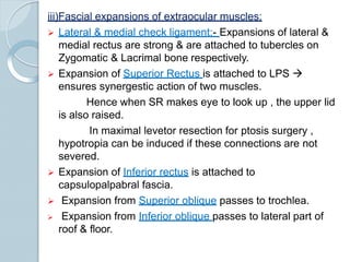 iii)Fascial expansions of extraocular muscles:
 Lateral & medial check ligament:- Expansions of lateral &
medial rectus are strong & are attached to tubercles on
Zygomatic & Lacrimal bone respectively.
 Expansion of Superior Rectus is attached to LPS 
ensures synergestic action of two muscles.
Hence when SR makes eye to look up , the upper lid
is also raised.
In maximal levetor resection for ptosis surgery ,
hypotropia can be induced if these connections are not
severed.
 Expansion of Inferior rectus is attached to
capsulopalpabral fascia.
 Expansion from Superior oblique passes to trochlea.
 Expansion from Inferior oblique passes to lateral part of
roof & floor.
 