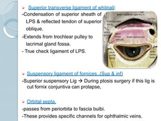  Superior transverse ligament of whitnall:
-Condensation of superior sheath of
LPS & reflected tendon of superior
oblique.
-Extends from trochlear pulley to
lacrimal gland fossa.
- True check ligament of LPS.
 Suspensory ligament of fornices..(Sup & inf)
-Superior suspensory Lig  During ptosis surgery if this lig is
cut fornix conjuntiva can prolapse,
 Orbital septa.
-passes from periorbita to fascia bulbi.
-These provides specific channels for ophthalmic veins.
 