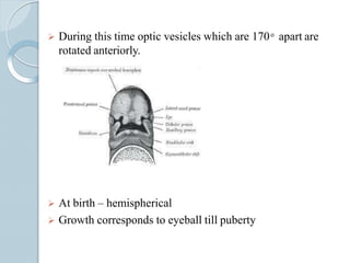  During this time optic vesicles which are 170 ͦ apart are
rotated anteriorly.
 At birth – hemispherical
 Growth corresponds to eyeball till puberty
 