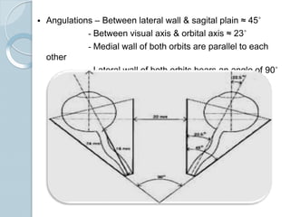  Angulations – Between lateral wall & sagital plain ≈ 45˚
- Between visual axis & orbital axis ≈ 23˚
- Medial wall of both orbits are parallel to each
other
- Lateral wall of both orbits bears an angle of 90˚
 
