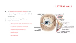 Lateral Rim Comprehensive Anatomy and Developmental Changes of the Human Orbit | PPTX