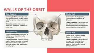 Comprehensive Anatomy and Developmental Changes of the Human Orbit | PPTX