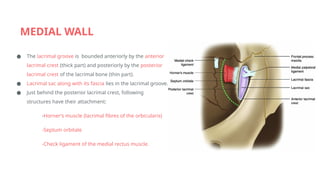 Comprehensive Anatomy and Developmental Changes of the Human Orbit | PPTX