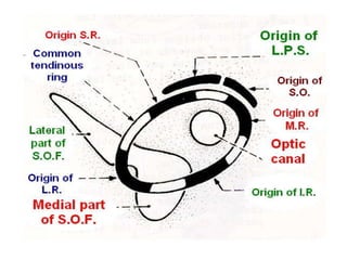 Anatomy of the Orbit and its contents .ppt