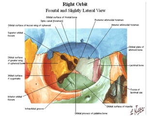 Anatomy of the Orbit and its contents .ppt