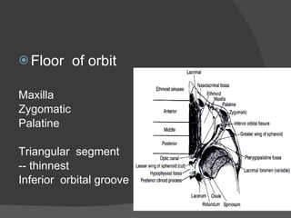 Floor  of orbit Maxilla Zygomatic Palatine Triangular  segment -- thinnest Inferior  orbital groove 