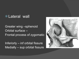 Lateral  wall Greater wing –sphenoid Orbital surface – Frontal process of zygomatic Inferiorly – inf orbital fissure Medially – sup orbital fissure 