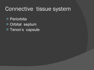Connective  tissue system Periorbita Orbital  septum Tenon’s  capsule 