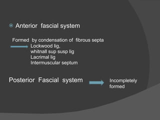 Anterior  fascial system  Formed  by condensation of  fibrous septa Lockwood lig,  whitnall sup susp lig  Lacrimal lig Intermuscular septum Posterior  Fascial  system  Incompletely formed  