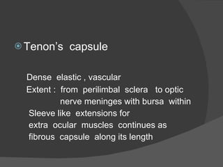 Tenon’s  capsule Dense  elastic , vascular Extent :  from  perilimbal  sclera  to optic nerve meninges with bursa  within Sleeve like  extensions for  extra  ocular  muscles  continues as  fibrous  capsule  along its length 