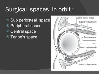 Surgical  spaces  in orbit : Sub periosteal  space  Peripheral space  Central space Tenon’s space 