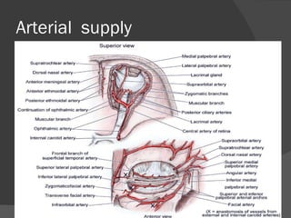 Arterial  supply  