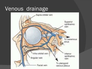 Venous  drainage 