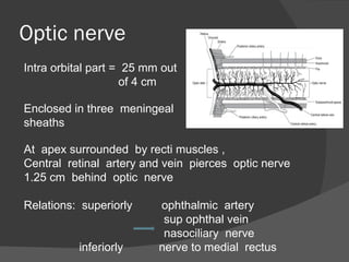 Optic nerve Intra orbital part =  25 mm out  of 4 cm Enclosed in three  meningeal  sheaths  At  apex surrounded  by recti muscles , Central  retinal  artery and vein  pierces  optic nerve  1.25 cm  behind  optic  nerve Relations:  superiorly  ophthalmic  artery sup ophthal vein nasociliary  nerve inferiorly  nerve to medial  rectus 