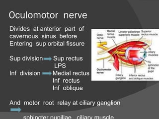Oculomotor  nerve Divides  at anterior  part  of  cavernous  sinus  before  Entering  sup orbital fissure Sup division  Sup rectus LPS Inf  division  Medial rectus Inf  rectus Inf  oblique And  motor  root  relay at ciliary ganglion  sphincter pupillae , ciliary muscle 
