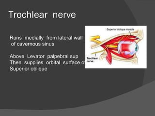 Trochlear  nerve Runs  medially  from lateral wall of cavernous sinus  Above  Levator  palpebral sup Then  supplies  orbital  surface of  Superior oblique 