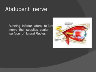 Abducent  nerve Running  inferior  lateral  to 3 rd nerve  then supplies  ocular surface  of  lateral Rectus  