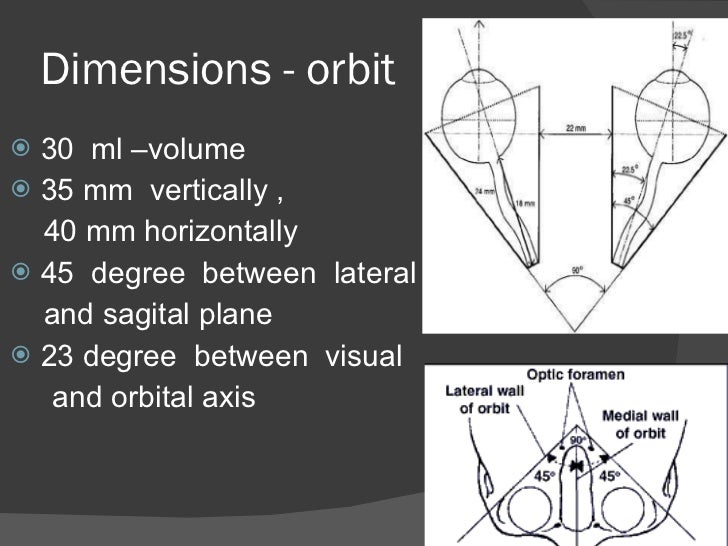 Orbit anatomy