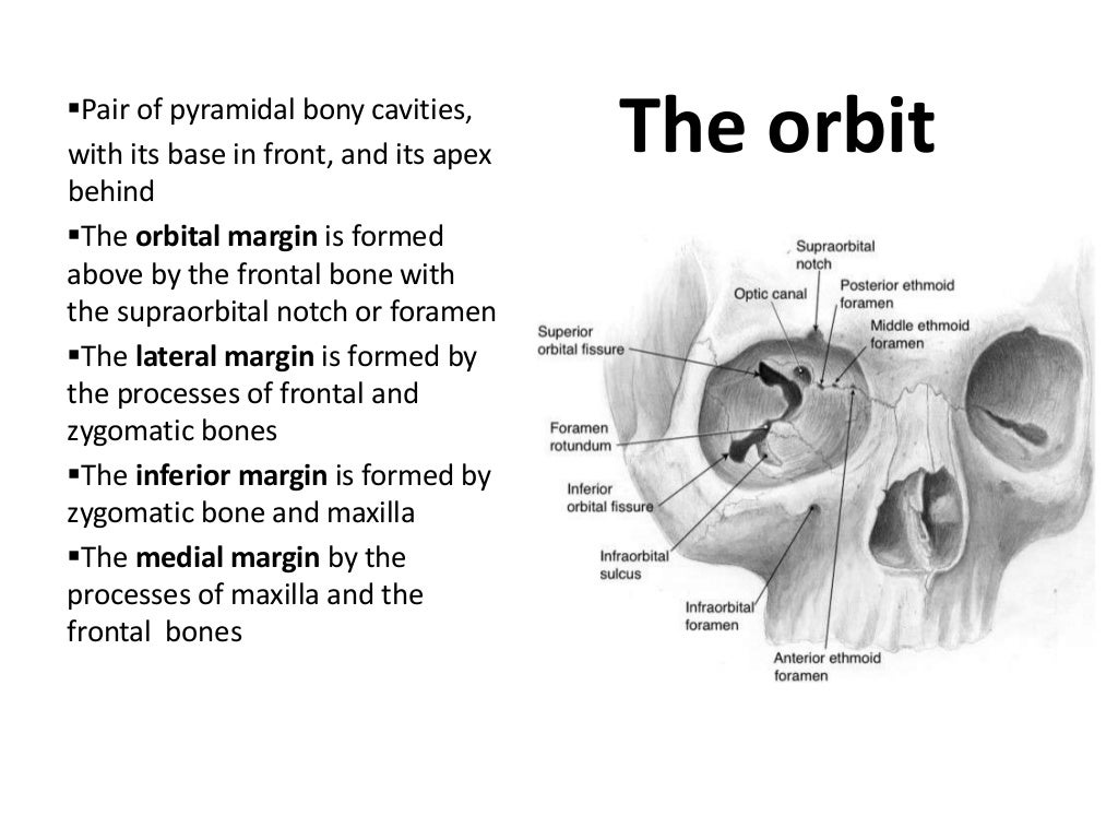 Orbit. anatomy power point presentation