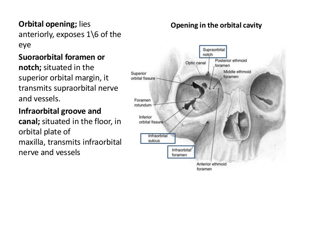 Orbit. anatomy power point presentation