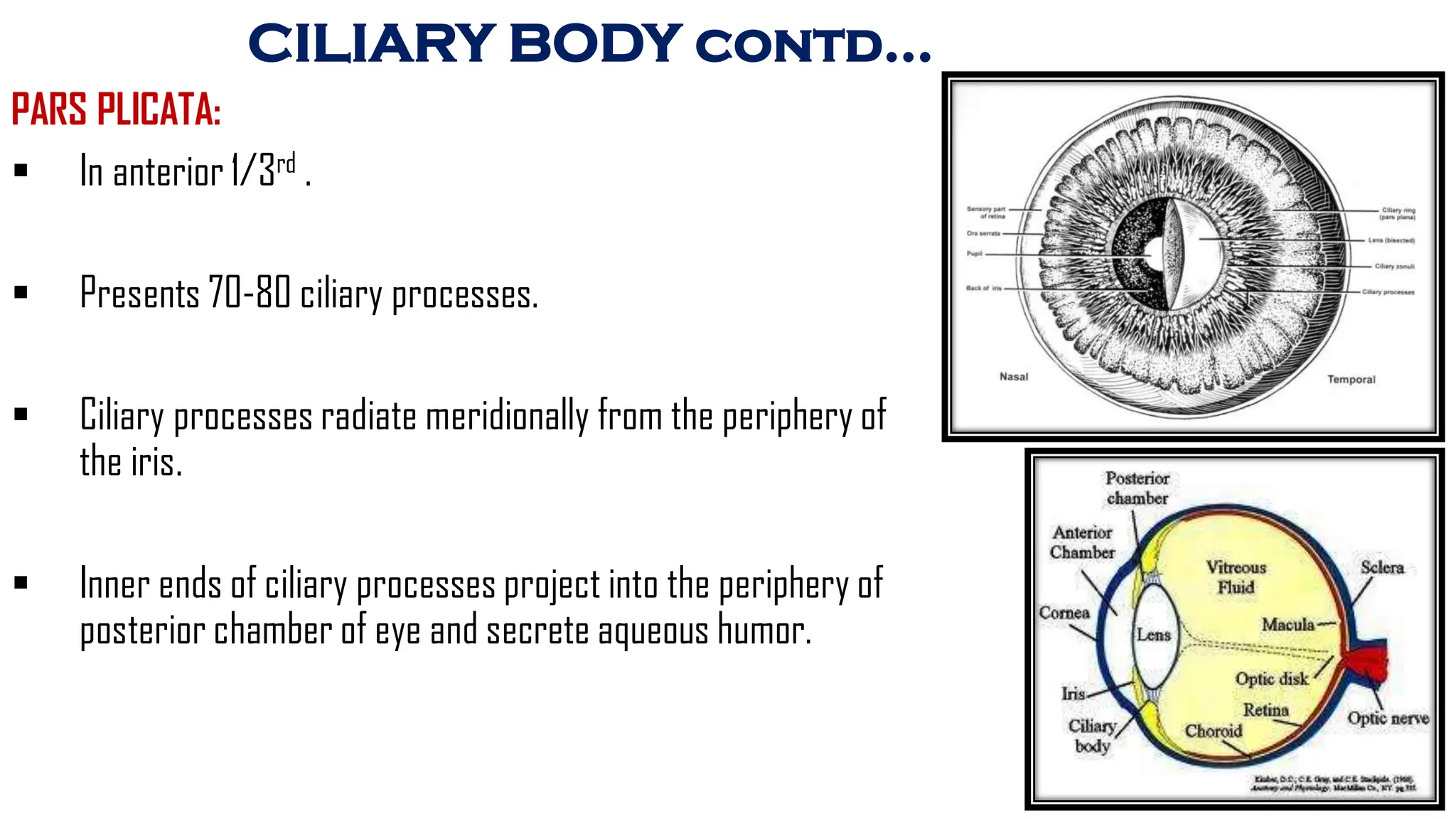 ORBIT-I complete anatomy and muscle attached | PDF