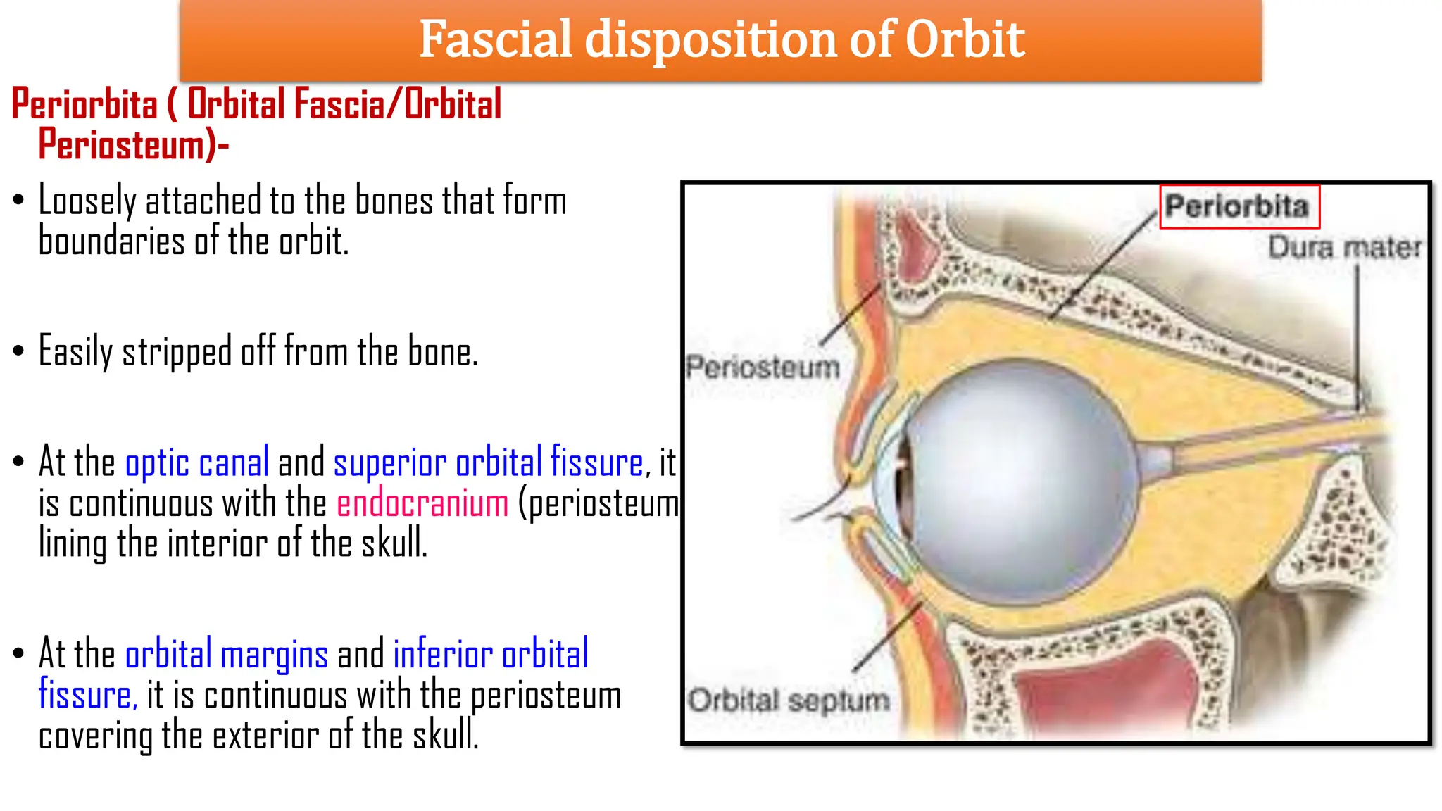 ORBIT-I complete anatomy and muscle attached | PDF